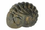 Wide, Bumpy, Enrolled Morocops Trilobite #125156-2